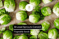 500 Catskill Brussels Sprouts Seeds | Heirloom Brassica oleracea | Bulk Vegetable Garden Seeds