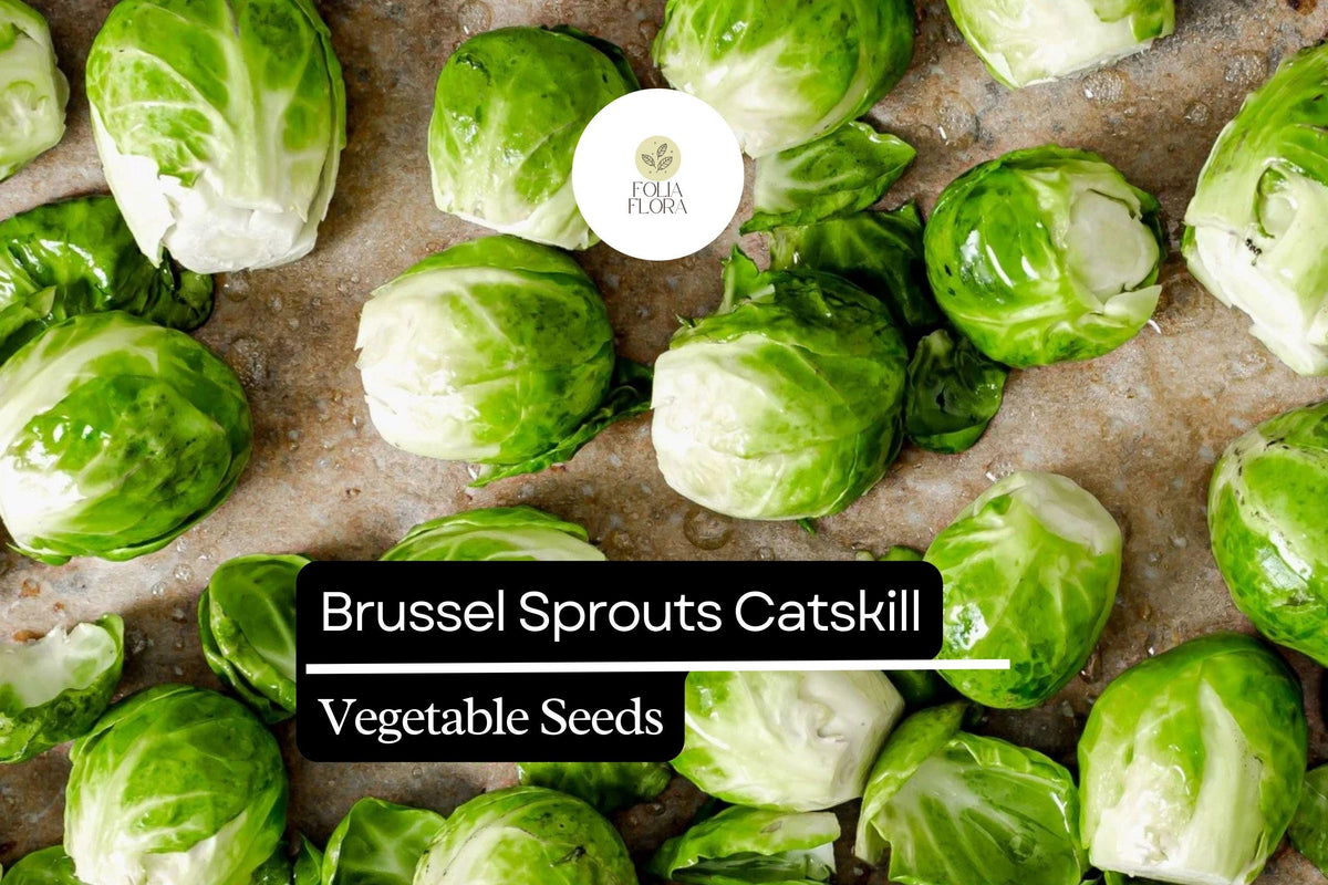 500 Catskill Brussels Sprouts Seeds | Heirloom Brassica oleracea | Bulk Vegetable Garden Seeds
