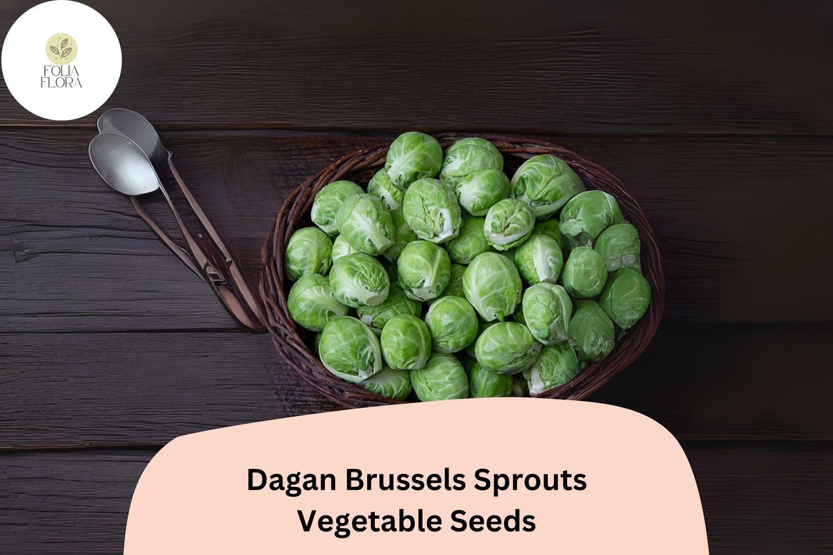 Dagan Brussels Sprouts Seeds – 500 High-Yield Hybrid Brassica oleracea Seeds for Planting