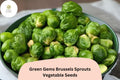 Green Gems Brussels Sprout Seeds - Hybrid Bulk 500 Vegetable Seeds for Planting