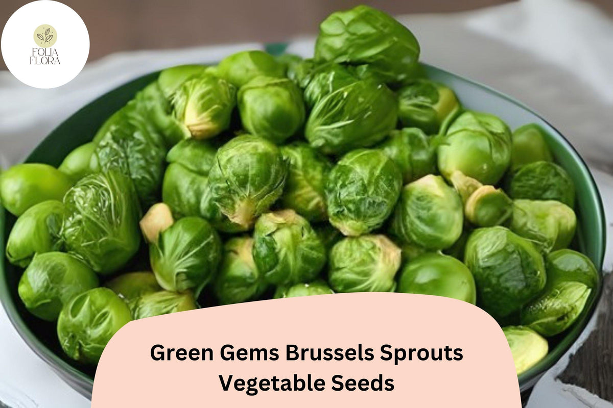 Green Gems Brussels Sprout Seeds - Hybrid Bulk 500 Vegetable Seeds for Planting