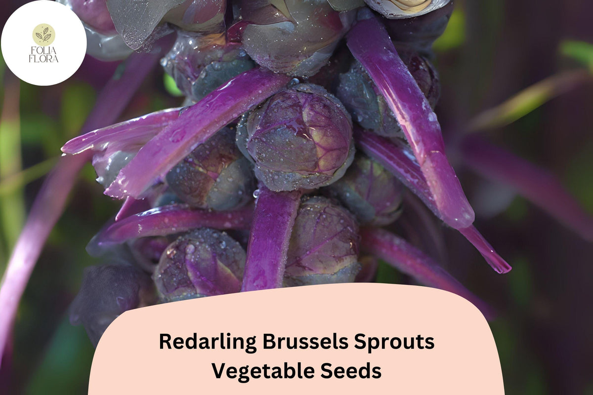 Redarling Brussels Sprouts Seeds – 500 Bulk Seeds | Brassica oleracea Red-Stem Hybrid