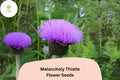 200 Melancholy Thistle Seeds - Cirsium heterophyllum Purple Pollinator Flower