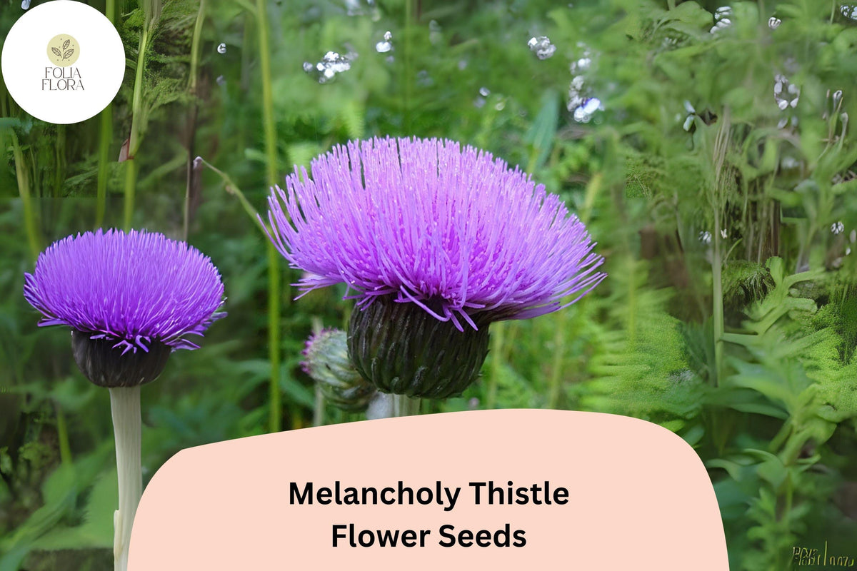 200 Melancholy Thistle Seeds - Cirsium heterophyllum Purple Pollinator Flower