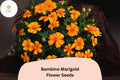 25 Bambino Marigold Seeds - Dwarf Orange Blooms for Borders & Containers