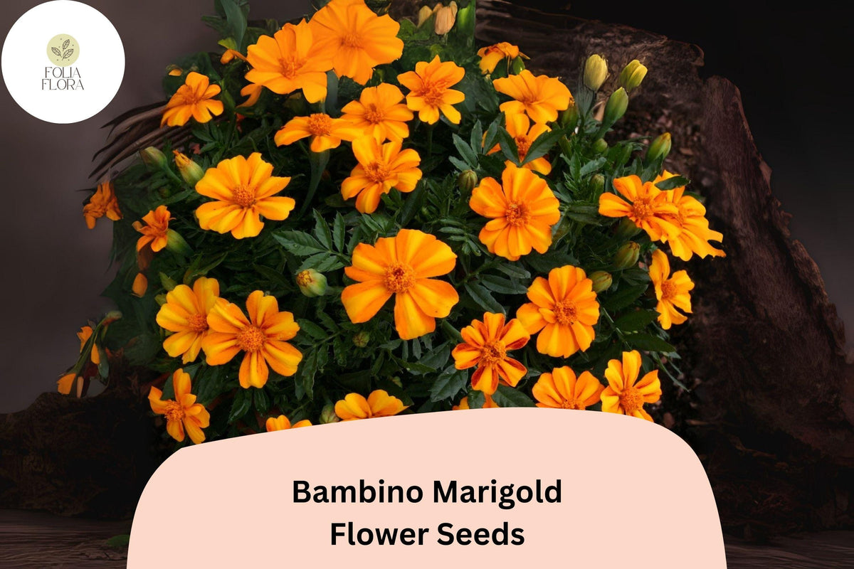 25 Bambino Marigold Seeds - Dwarf Orange Blooms for Borders & Containers