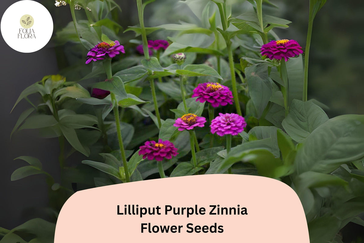 100 Lilliput Purple Zinnia Seeds – Small Pompon Blooms for Borders & Summer Gardens