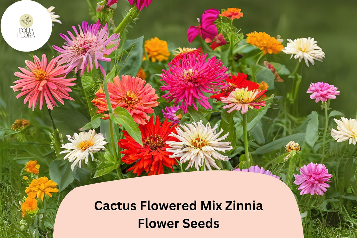 100 Cactus Flowered Mix Zinnia Seeds - Spiky Petaled Blooms for Summer Gardens & Cut Flowers