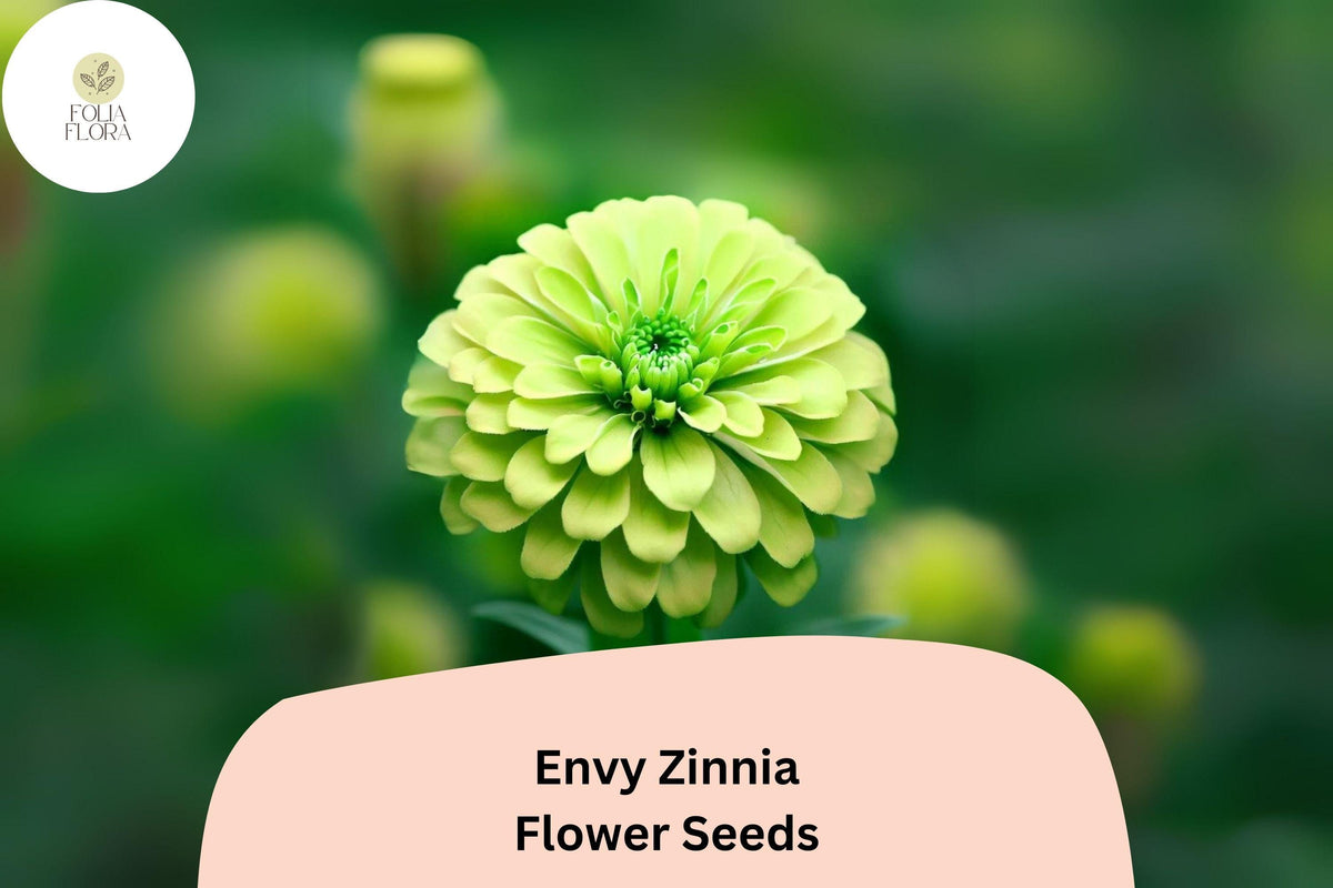 100 Envy Zinnia Seeds – Unique Green Blooms for Summer Gardens & Cut Flowers