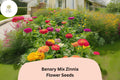 100 Benary Mix Zinnia Seeds - Large Double Blooms for Cut Flower Gardens
