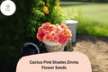 100 Cactus Pink Shades Zinnia Seeds – Spiky Petal Blooms for Summer Garden & Cut Flowers