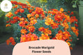 25 Brocade Marigold Seeds - French Marigold Mix with Red & Gold Blooms