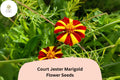 25 Court Jester Marigold Seeds - Striped French Heirloom Flower