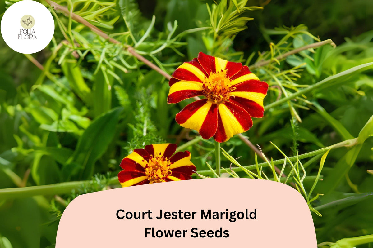 25 Court Jester Marigold Seeds - Striped French Heirloom Flower