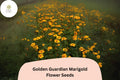 25 Golden Guardian Marigold Seeds - Tagetes patula Bright Orange-Golden Flowers
