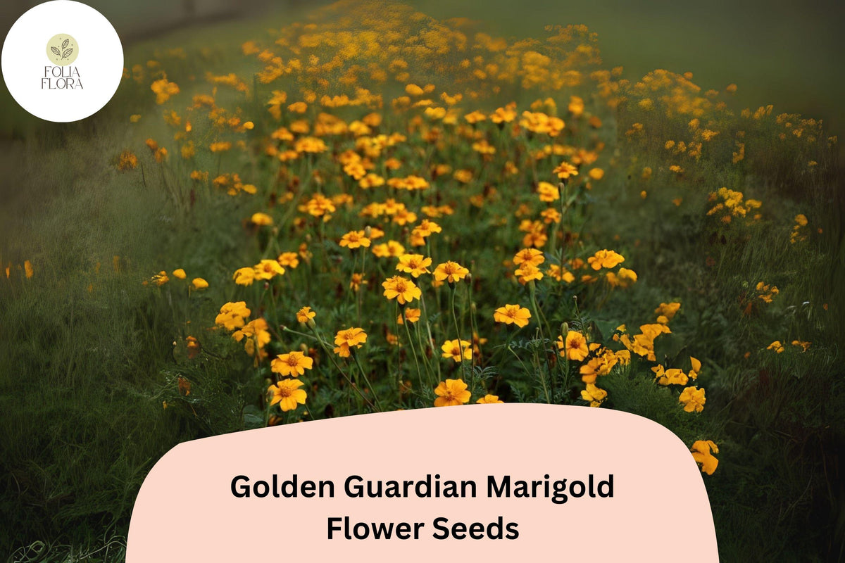 25 Golden Guardian Marigold Seeds - Tagetes patula Bright Orange-Golden Flowers