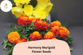 25 Harmony Marigold Seeds - Orange & Yellow French Marigold