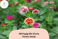 100 Whirlygig Mix Zinnia Seeds – Bi-Color Blooms for Garden Borders & Cut Flowers