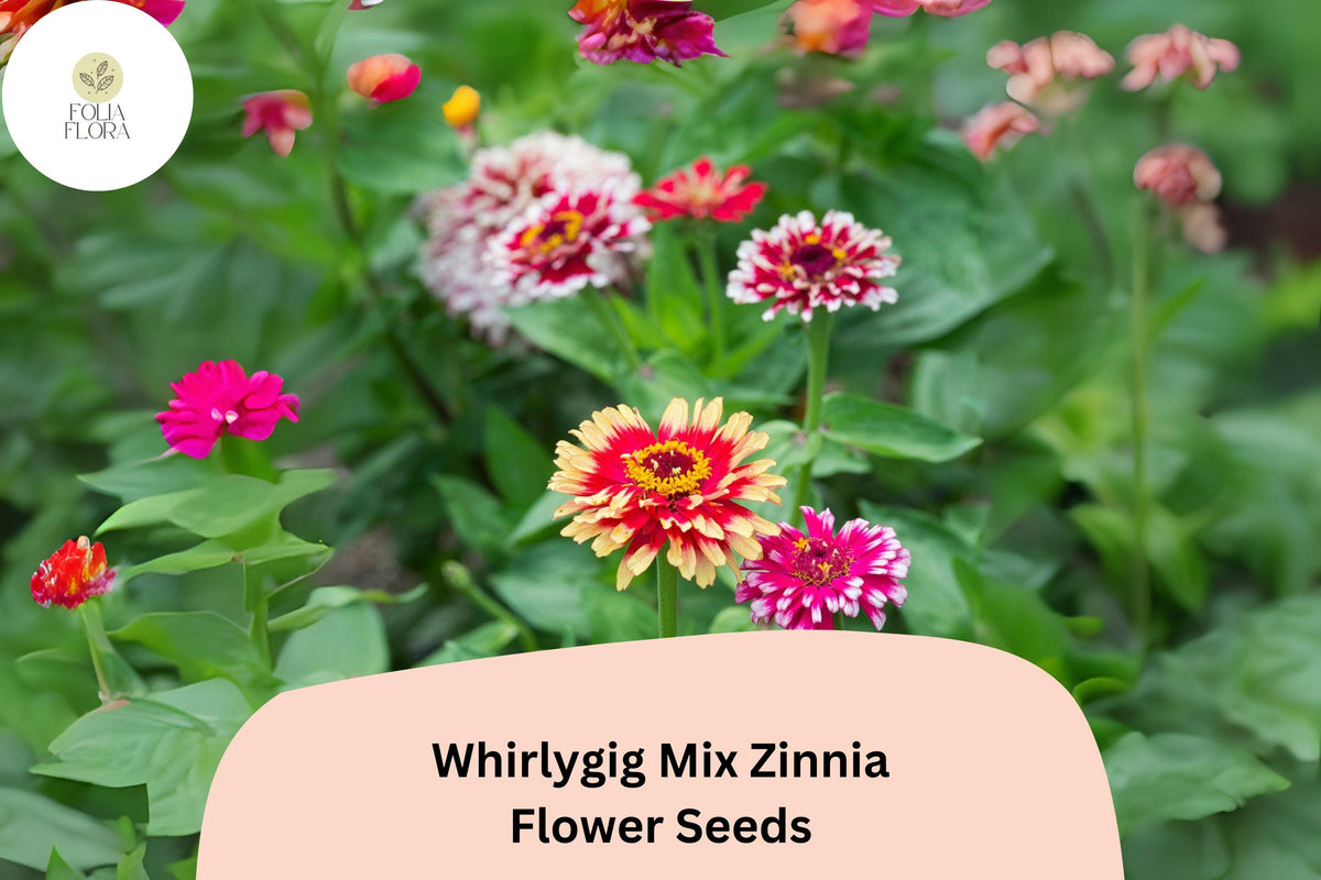 100 Whirlygig Mix Zinnia Seeds – Bi-Color Blooms for Garden Borders & Cut Flowers