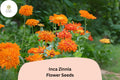 100 Inca Zinnia Seeds - Golden-Orange Blooms for Summer Garden & Cut Flowers