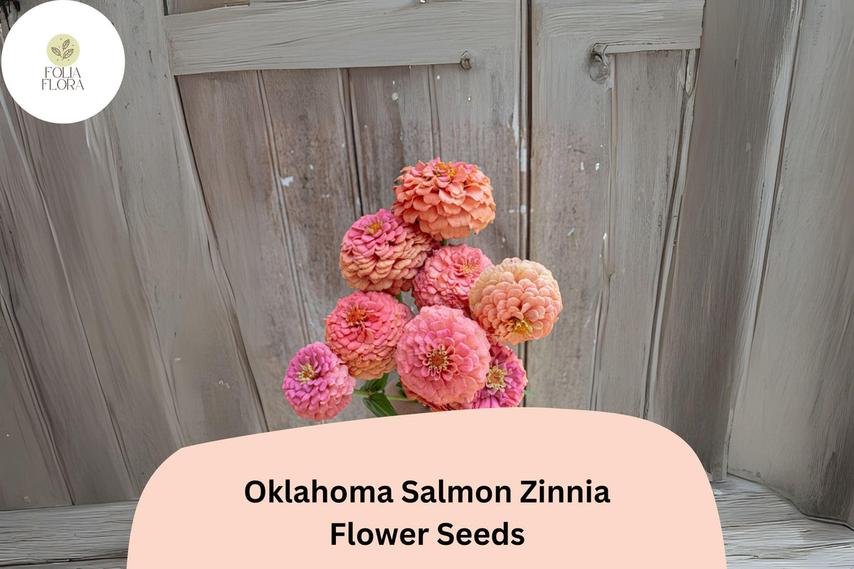 100 Oklahoma Salmon Zinnia Seeds - Soft Pink-Orange Blooms for Cut Flowers & Summer Gardens