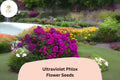 100 Ultraviolet Phlox Seeds – Vibrant Purple Blooms for Summer Gardens & Pollinator Beds