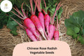 500 Heirloom Chinese Rose Radish Seeds - Non-GMO Winter Radish