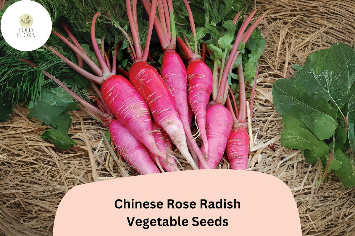 500 Heirloom Chinese Rose Radish Seeds - Non-GMO Winter Radish
