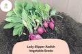 500 Lady Slipper Radish Seeds – Heirloom Pink Radish for Planting