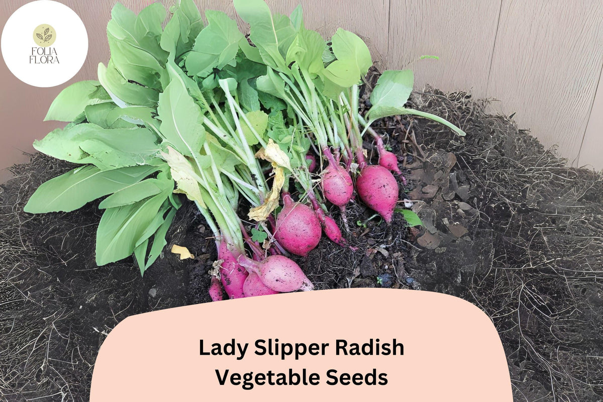 500 Lady Slipper Radish Seeds – Heirloom Pink Radish for Planting