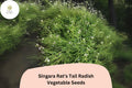 500 Singara Rat's Tail Radish Seeds – Edible Pods & Heirloom Garden Radish