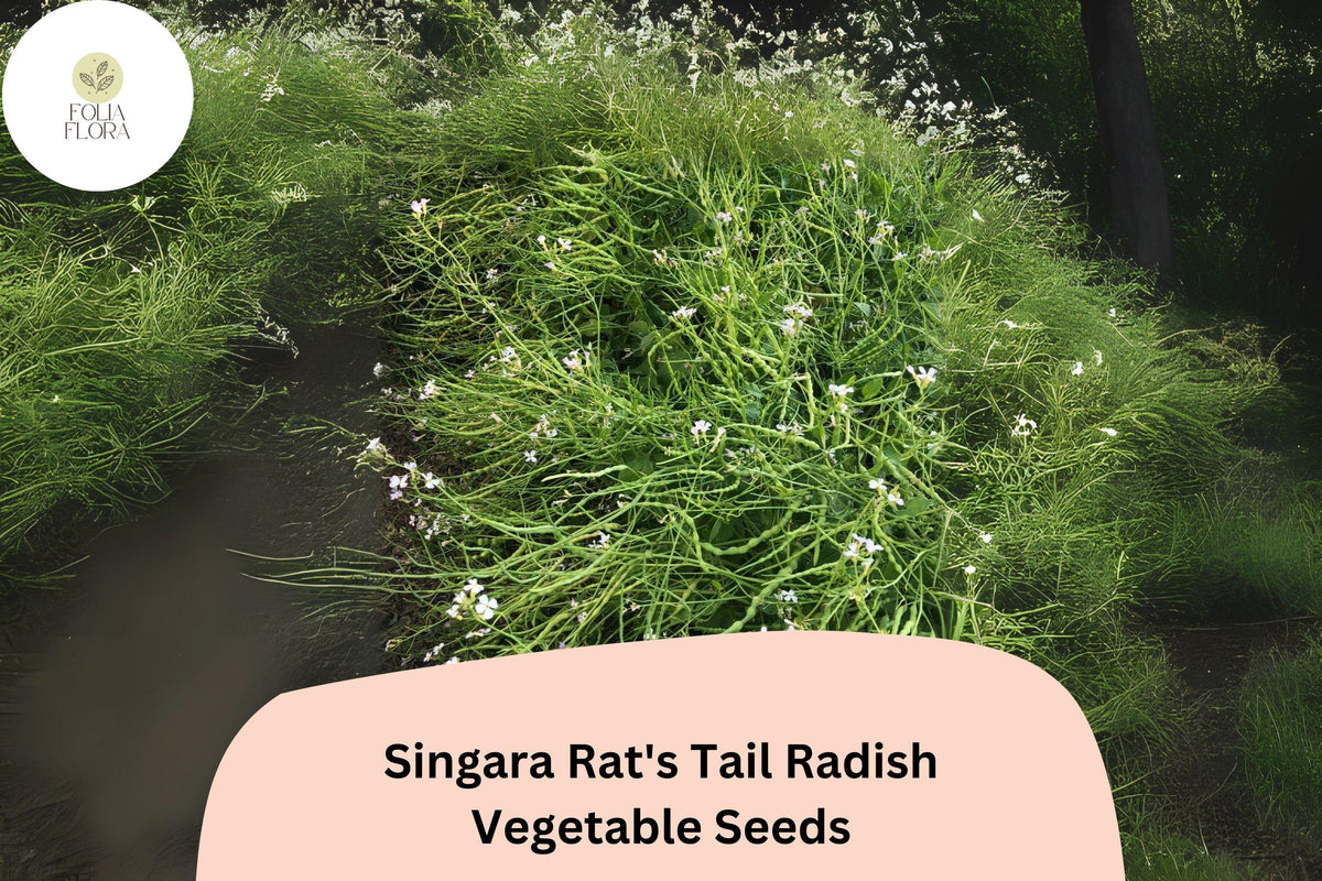 500 Singara Rat's Tail Radish Seeds – Edible Pods & Heirloom Garden Radish