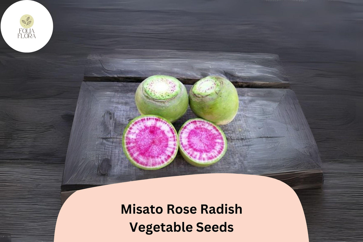 500 Misato Rose Radish Seeds – Heirloom Fast-Growing Edible Roots