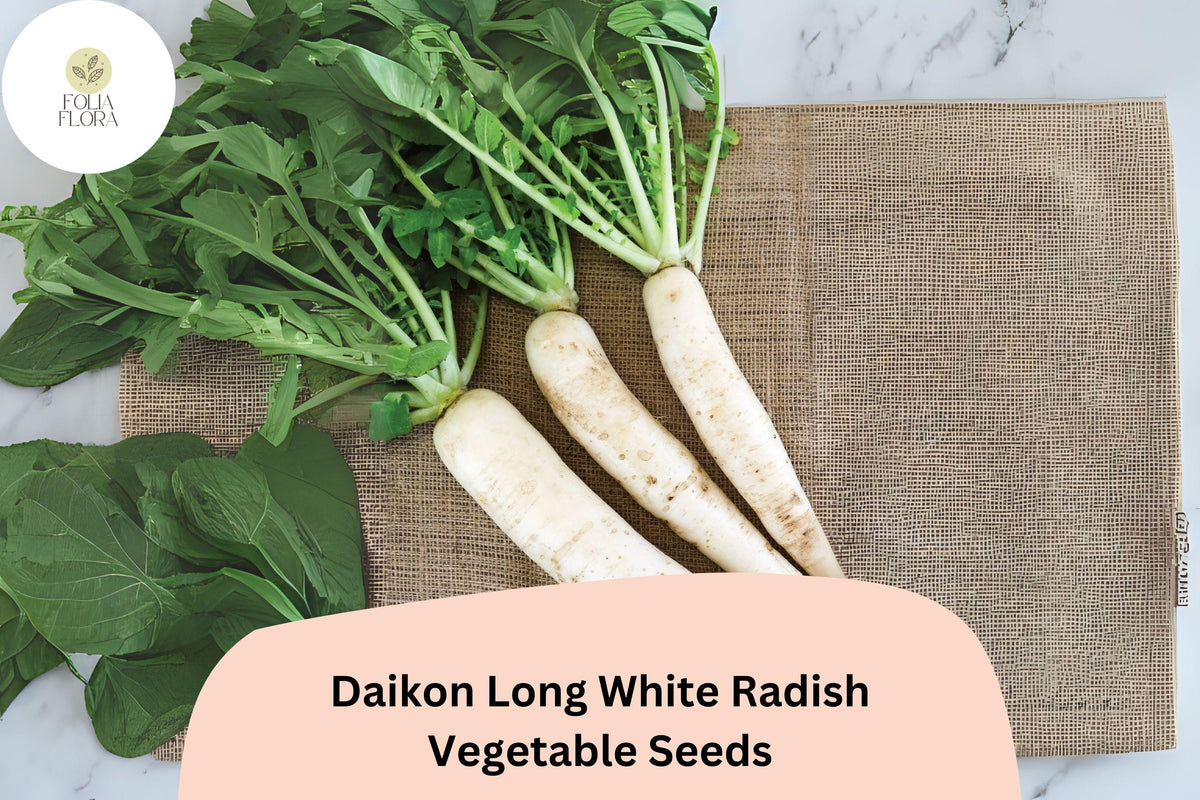 500 Daikon Long White Radish Seeds – Heirloom Asian Radish for Garden Planting