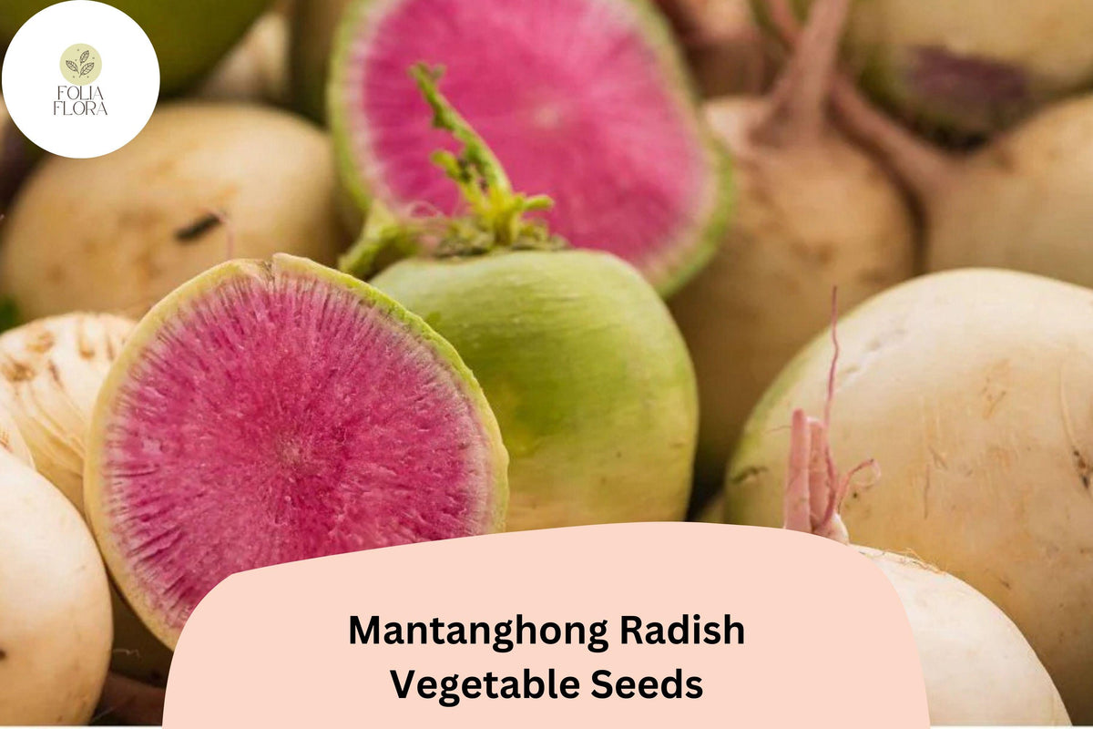 500 Mantanghong Radish Seeds – Heirloom Asian Red Radish for Garden Planting