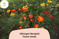 25 Ildkongen Marigold Seeds - Red-Orange French Marigold, Pollinator Friendly