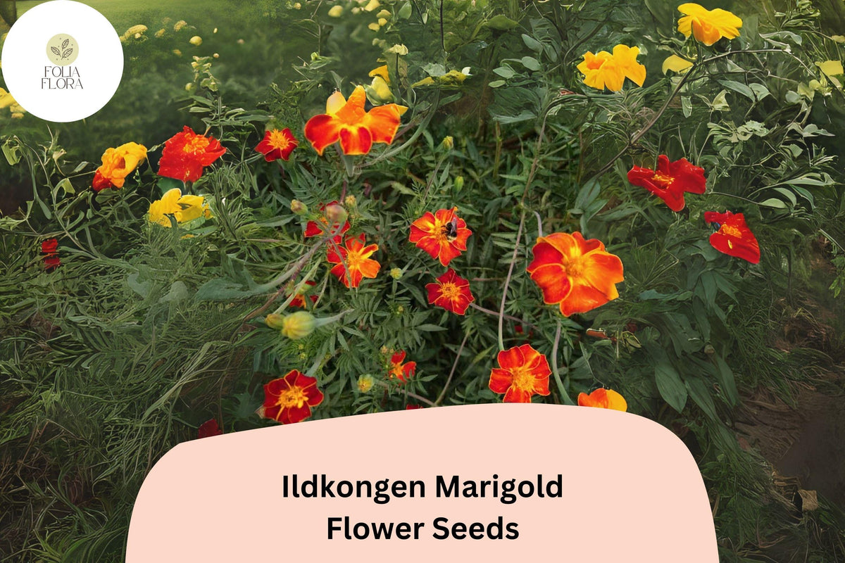 25 Ildkongen Marigold Seeds - Red-Orange French Marigold, Pollinator Friendly