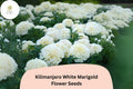 Kilimanjaro White Marigold Seeds – Tall African Marigold (25 Seeds)