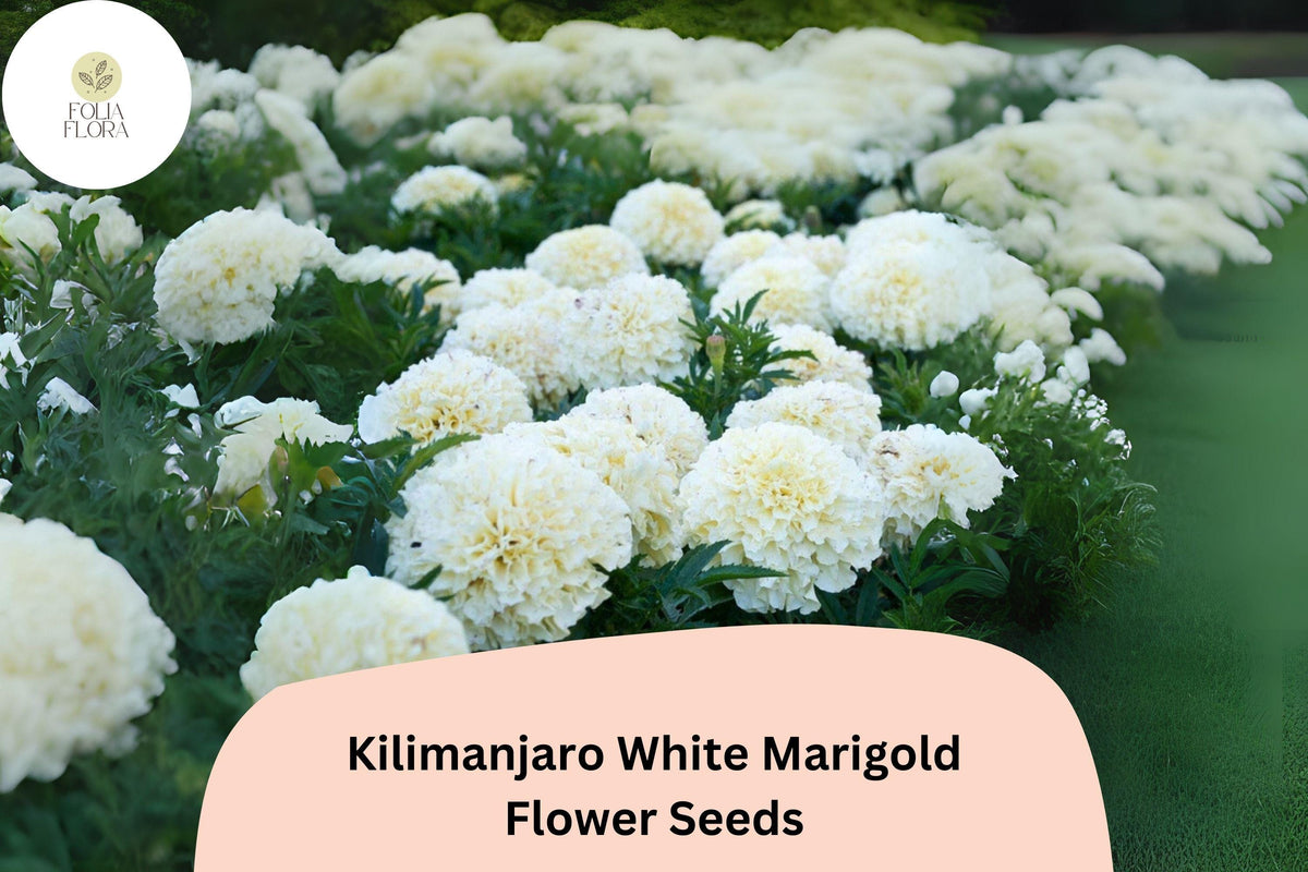 Kilimanjaro White Marigold Seeds – Tall African Marigold (25 Seeds)