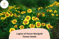 25 Legion of Honor Marigold Seeds - French Marigold with Yellow & Red Blooms