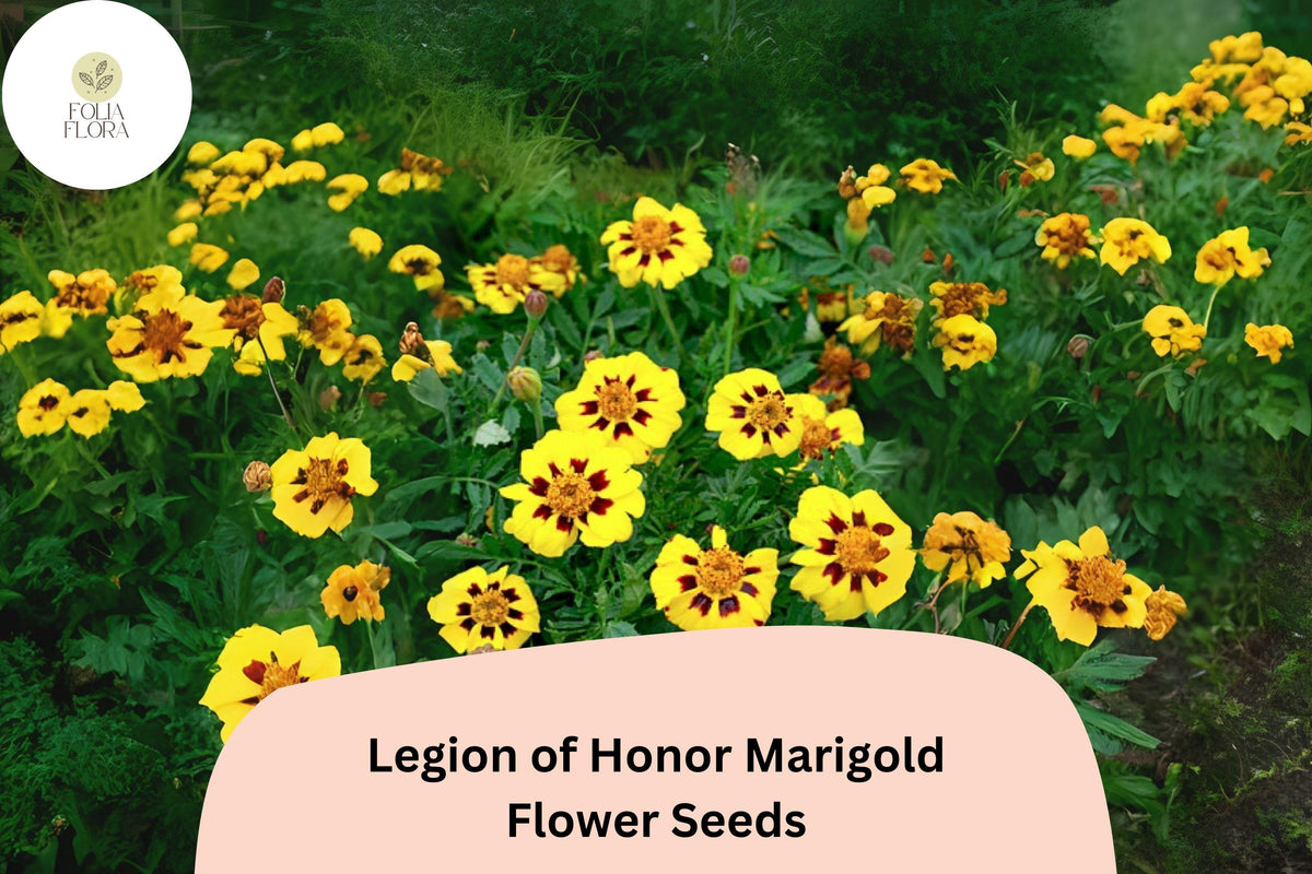 25 Legion of Honor Marigold Seeds - French Marigold with Yellow & Red Blooms