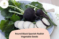 500 Round Black Spanish Radish Seeds – Heirloom Winter Radish for Planting