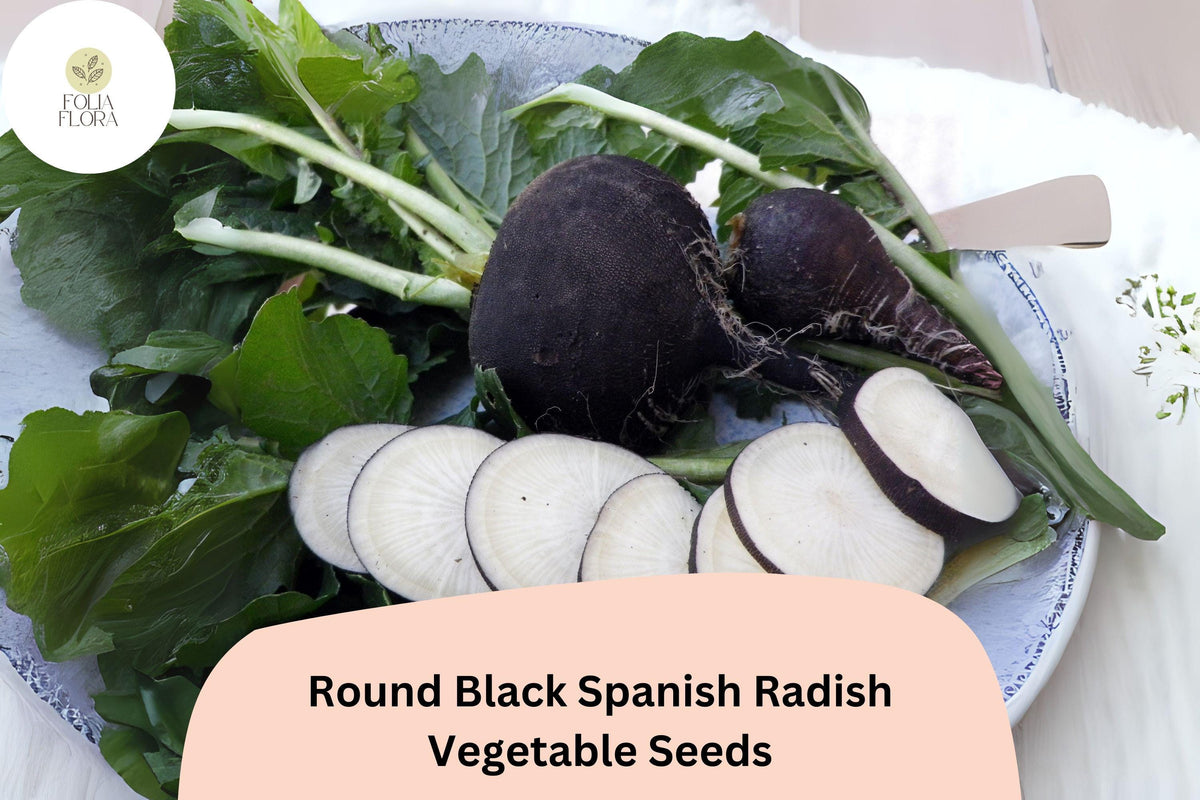500 Round Black Spanish Radish Seeds – Heirloom Winter Radish for Planting