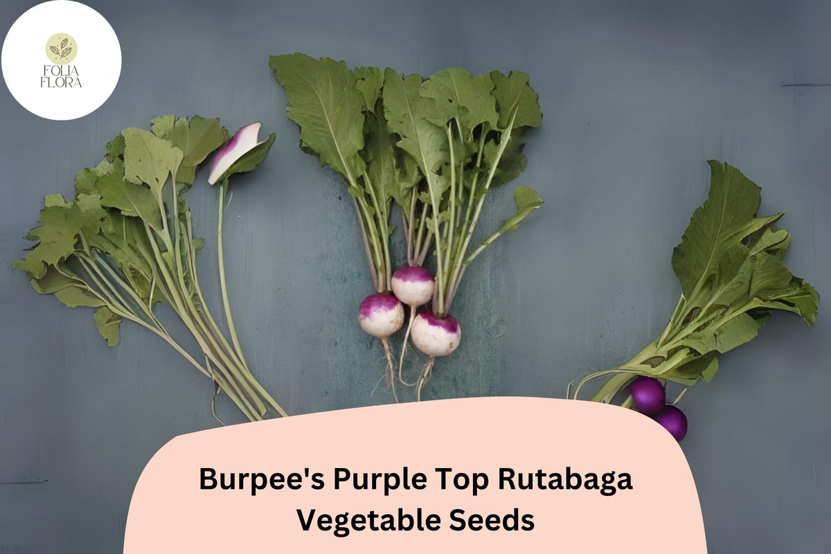Burpee's Purple Top Rutabaga Seeds – 500 Heirloom Brassica Seeds for Planting