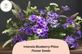 100 Intensia Blueberry Phlox Seeds - Purple-Blue Garden Flower