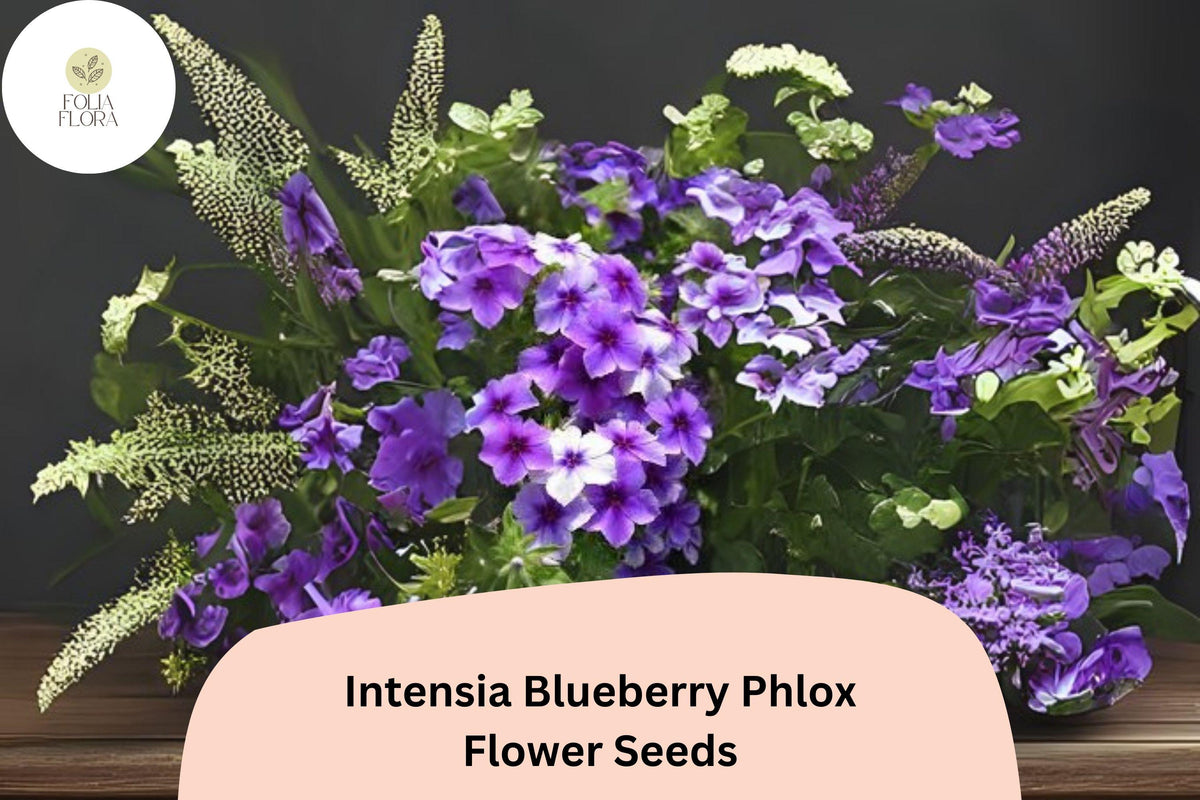 100 Intensia Blueberry Phlox Seeds - Purple-Blue Garden Flower