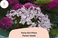 100 Party Girl Phlox Seeds – Colorful Star-Patterned Annual Flower