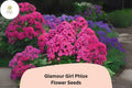100 Glamour Girl Phlox Seeds – Coral-Pink Perennial Flower
