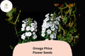 100 Omega Phlox Seeds – Tall Perennial Flower for Pollinator Gardens