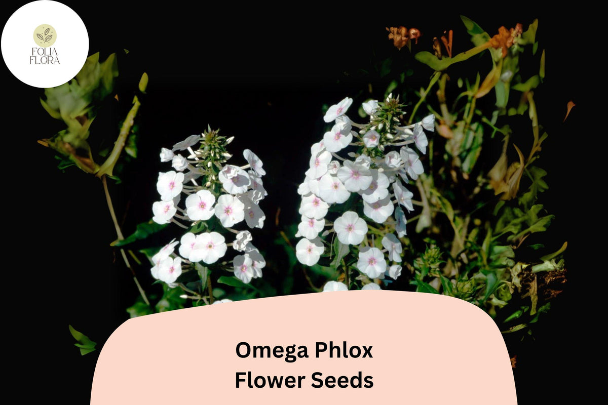 100 Omega Phlox Seeds – Tall Perennial Flower for Pollinator Gardens